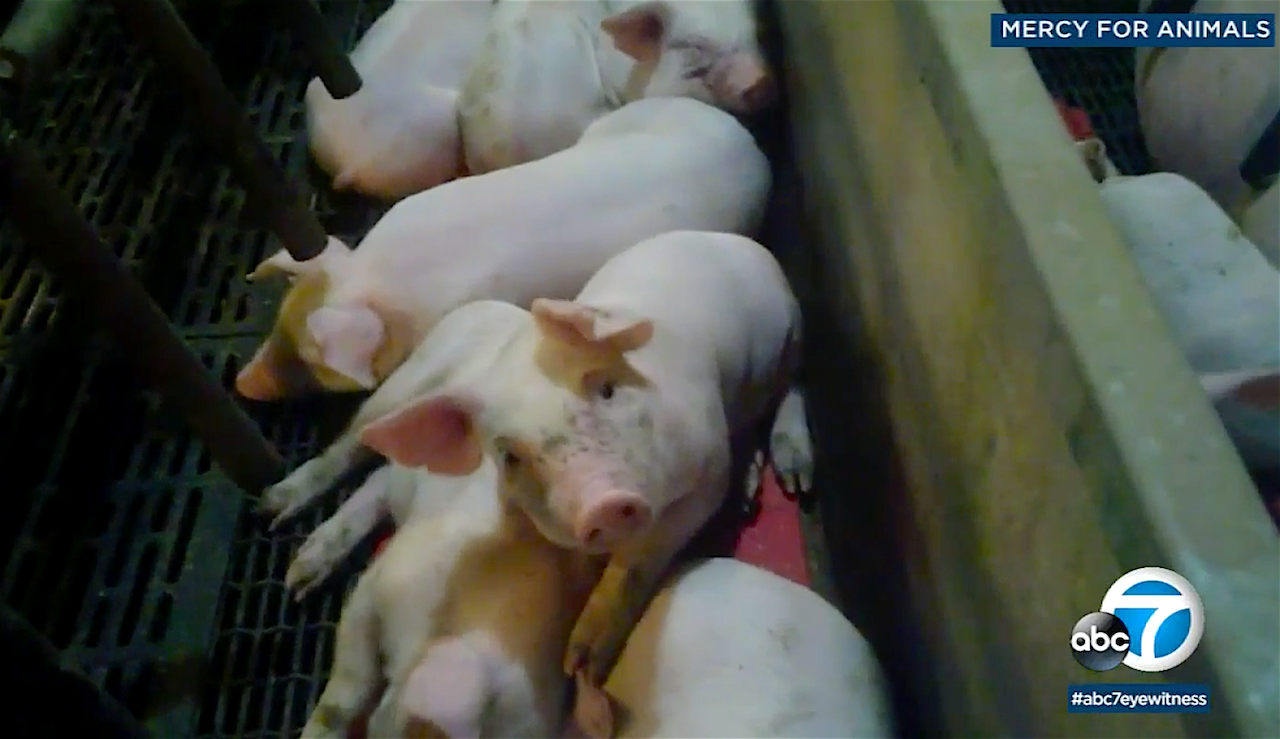 California Proposition 12: Bigger cages for farm animals CALmatters